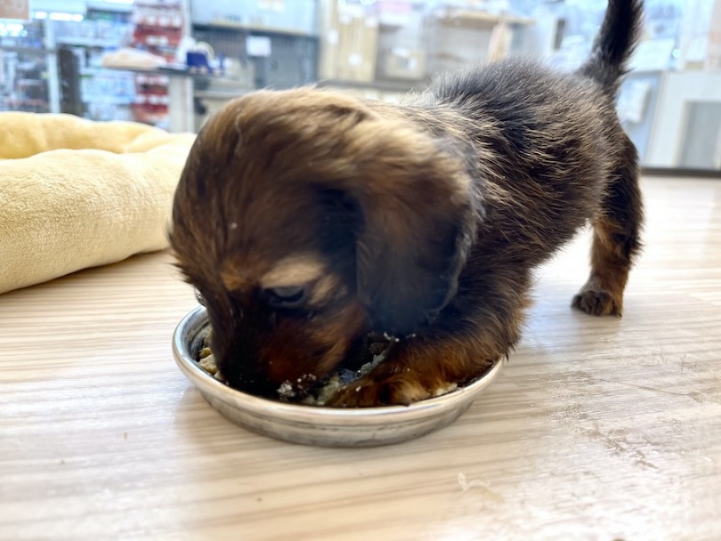 この子の食事風景は撮影が難しい | カニンヘン・ダックスフント （814653） - 相模大塚店