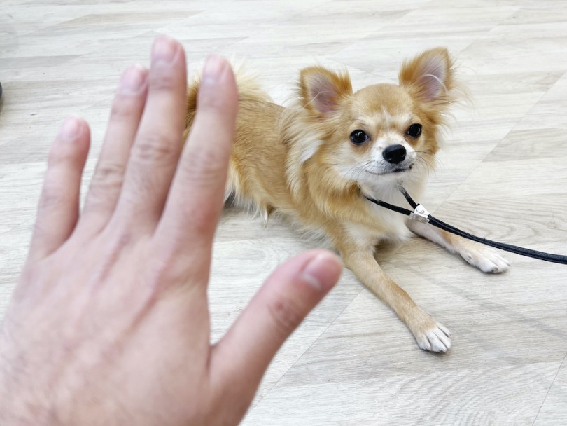 ふせの教え方 | お家で出来る！犬のしつけ、トレーニング方法の説明書 - 相模大塚店