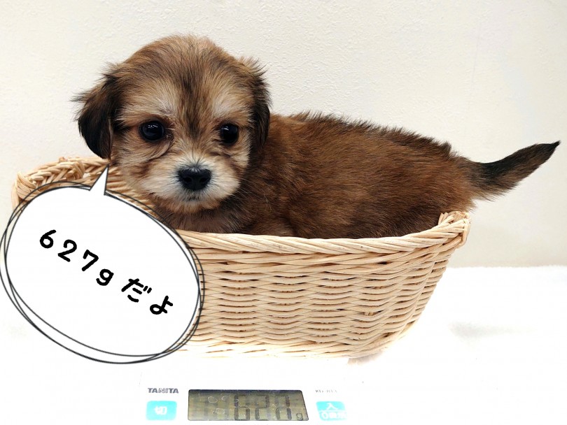 生後約60日の体重は627g | MIX犬 マルックス (130287) - 高井戸店
