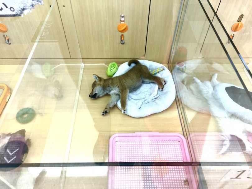 城山店のドックルームの大きさは、お客様がお家に迎えた際のサークルと同じような大きさになっています | 柴犬 （118516） - 城山店