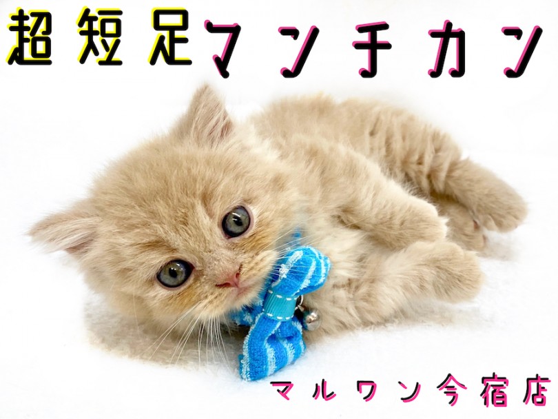 【 マンチカン 】初心者必見！クリームカラーの超短足BOY！生活ポイントもご紹介！