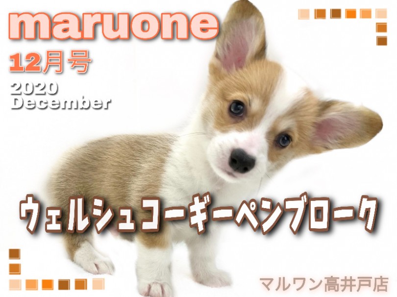 【 ウェルシュコーギーペンブローク 】食パンみたいなお尻？オススメは桃尻カット！