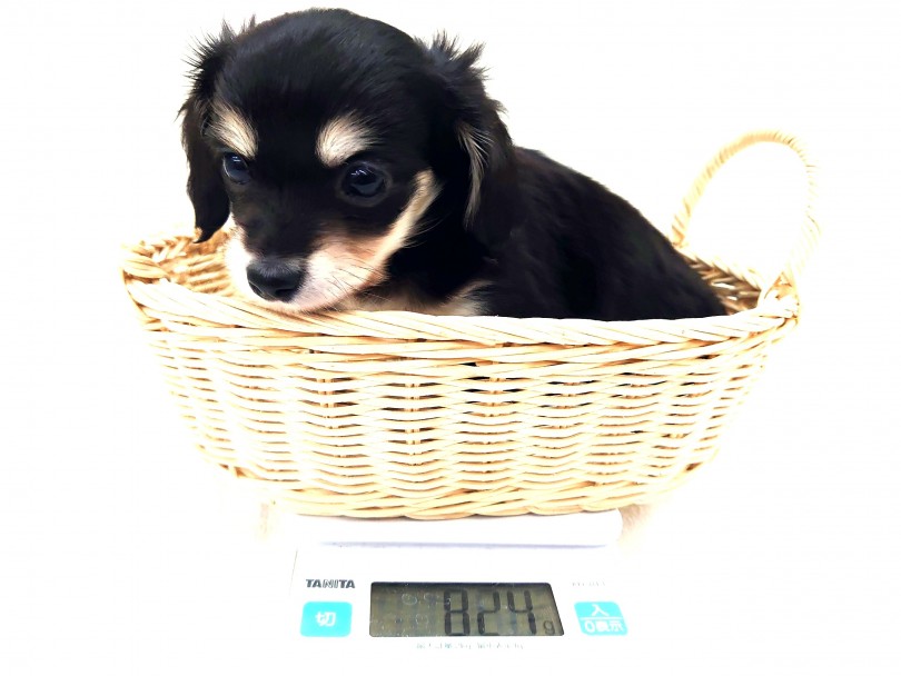 ダックスの可愛さはそのまま！サイズは小さめ！ | MIX犬 チワックス （130284） - 高井戸店