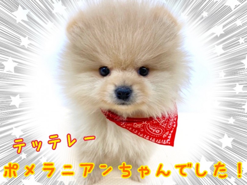 城山店にいるクリームカラーの人気者！ポメラニアンちゃんをご紹介 | ポメラニアン （118520） - 城山店