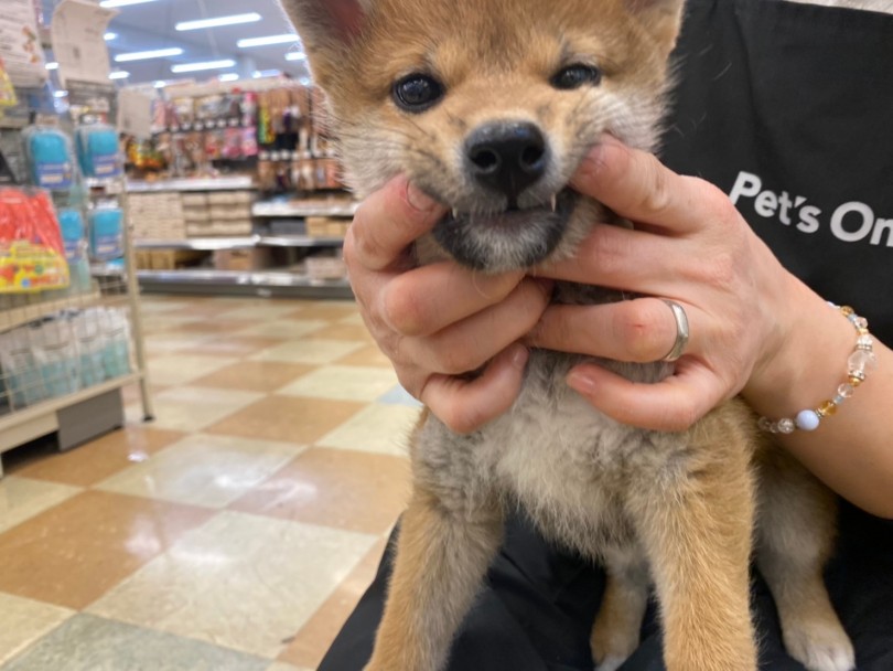 口の中や歯だって触らせてくれます！ | 柴犬 （118516） - 城山店