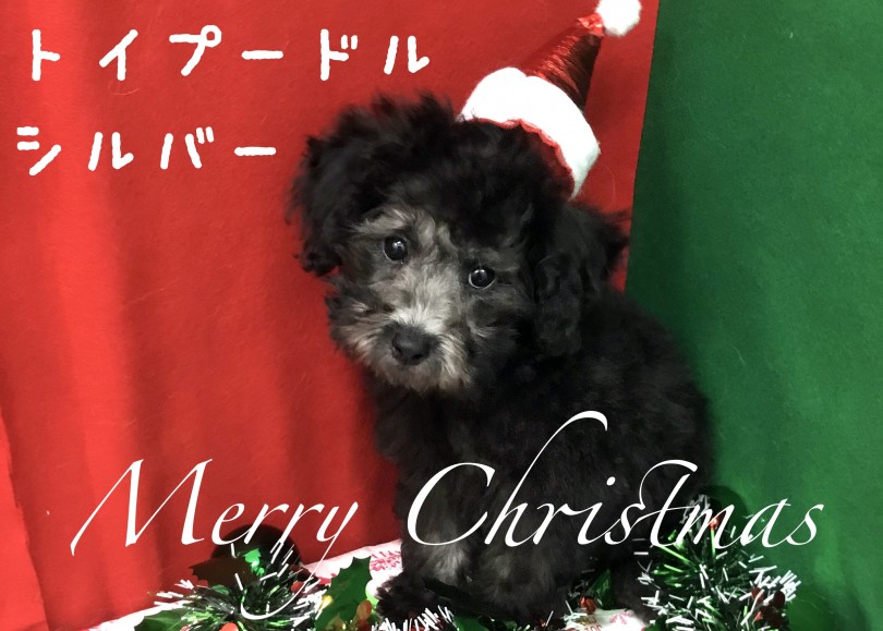 【 トイ・プードル 】クリスマス目前！超甘えん坊なシルバートイプーちゃんが降臨！
