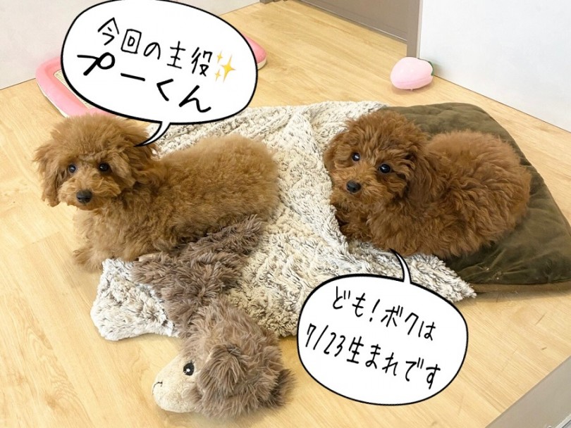 ちょっぴりヤンチャで甘えん坊な弟くん気質 | トイ・プードル （311970） - 港北ニュータウン店