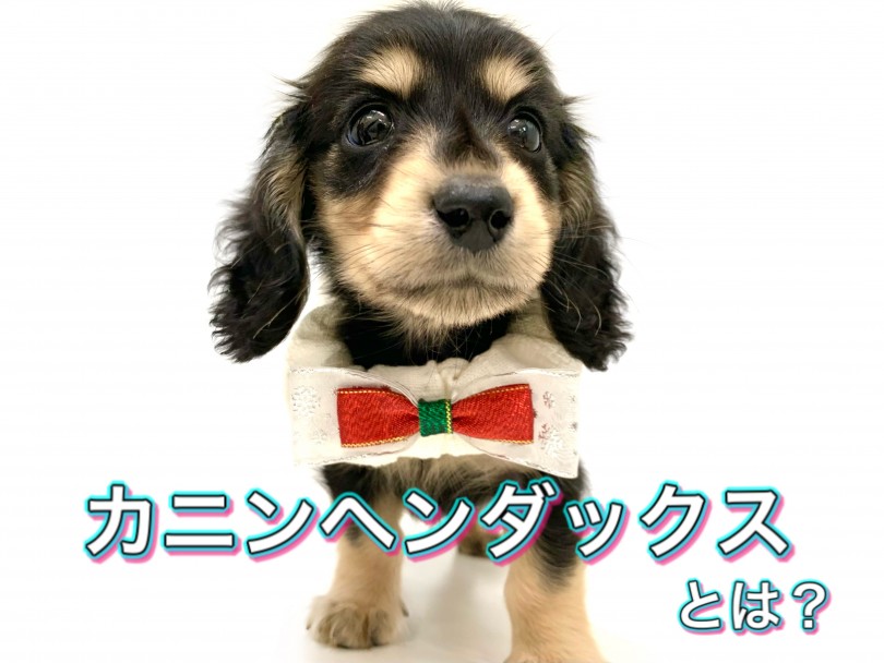 カニンヘンダックスとは？ | カニンヘン・ダックスフント （150148） - 東川口店
