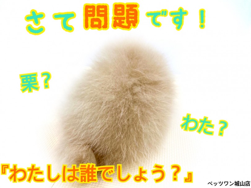 【 ポメラニアン 】可愛すぎるモフモフの正体！クリーム色のポメラニアンボーイ