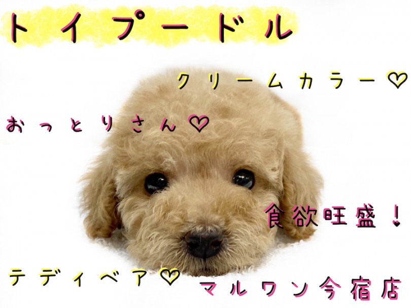 【 トイ・プードル 】初心者必見！レアカラーのシュークリーム温厚ガール登場！