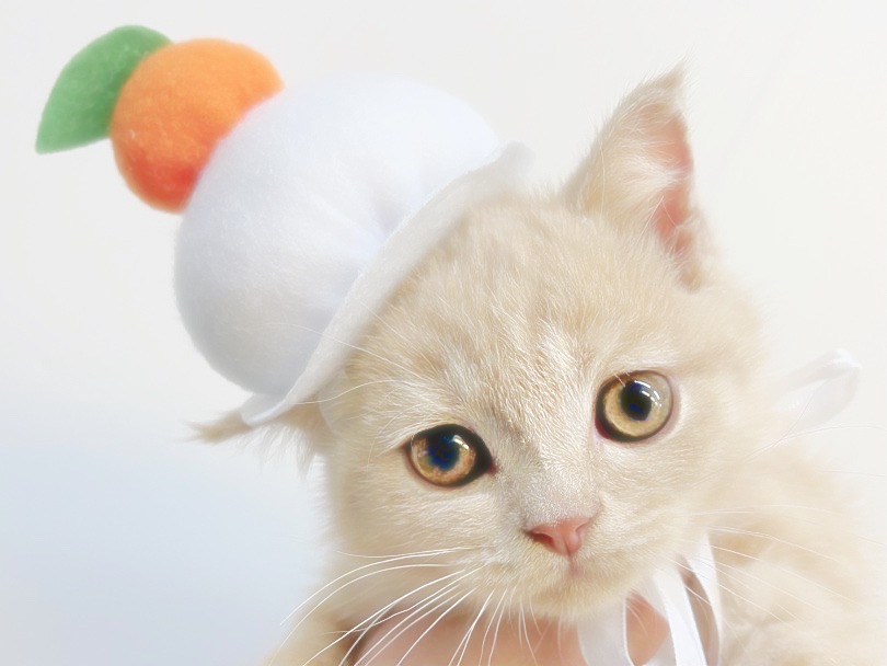 行く年来る猫！ | ブリティッシュショートヘア （6130989） - 大倉山店