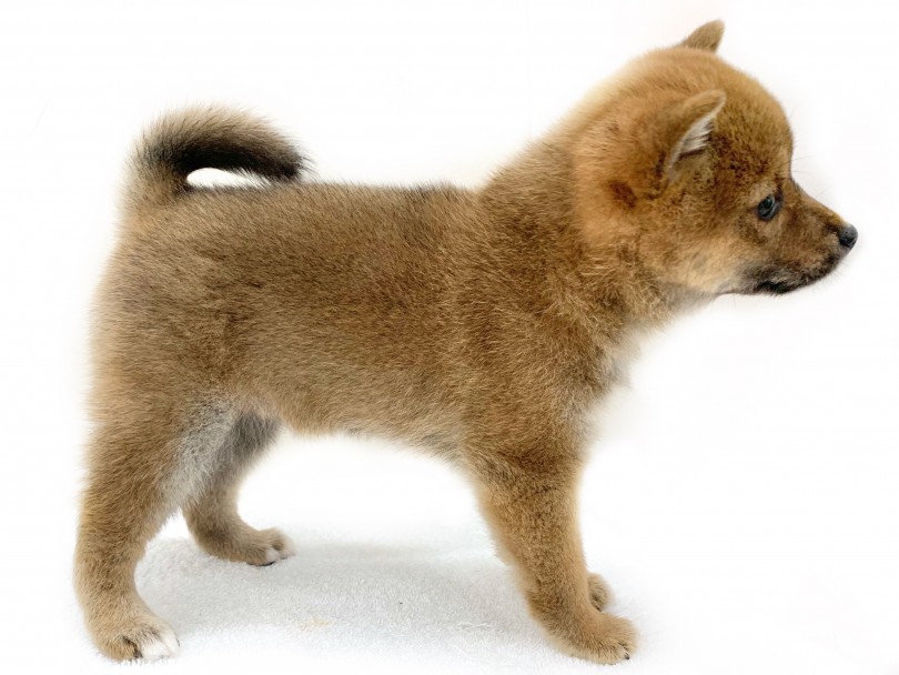 成犬時の体重は約6.0~10.0kgを想定! | 柴犬 (130285) - 高井戸店