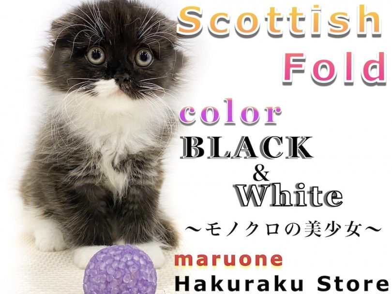 【 スコティッシュフォールド 】モノクロの垂れ耳！手入れとフードのあげ方は？