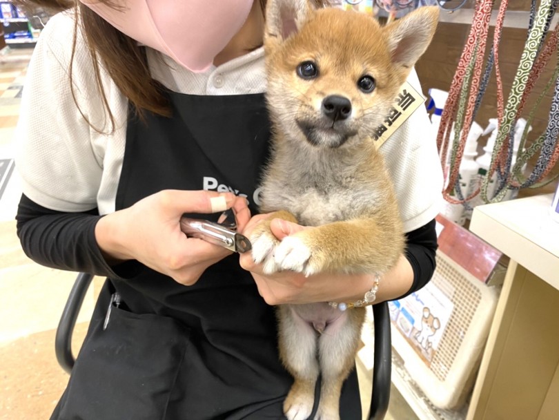 爪切りも良い子に前足を出していられます！ | 柴犬 （118516） - 城山店