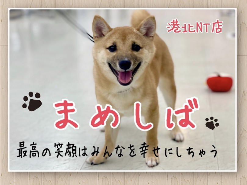 【 豆柴 】生後5ヶ月2.8kg！小さめキラキラ垂れ目の豆柴ちゃん