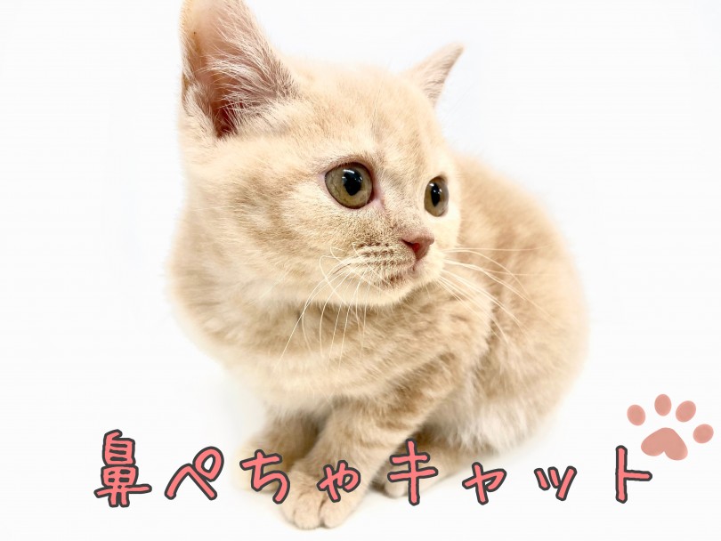 ここまでビックアイのブリちゃんは初めて | ブリティッシュショートヘア （150152） - 東川口店