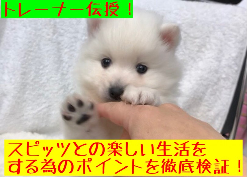 【 スピッツ 】スピッツへのイメージを払拭！トレーナー目線で見る魅力とは？