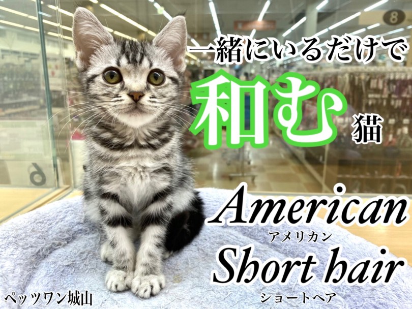 【 アメリカンショートヘア 】一緒に居るだけで心が和む城山店の癒し猫