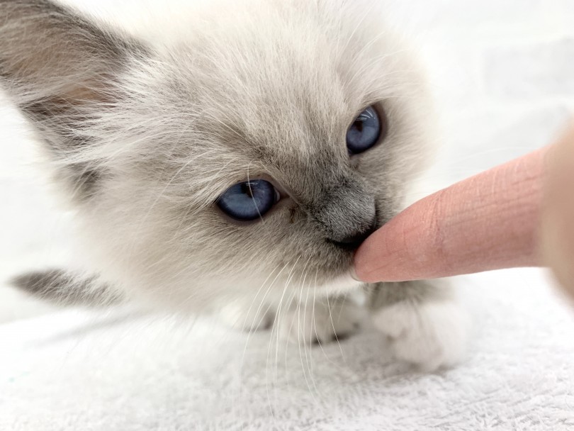 穏やかでのんびりな性格は1人暮らしや多頭飼いにも最適！ | ラグドール （014348） - 東日暮里店