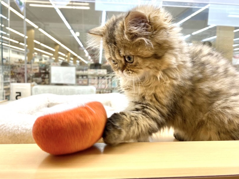 可愛らしい猫パンチ |  ペルシャ （118507） - 城山店