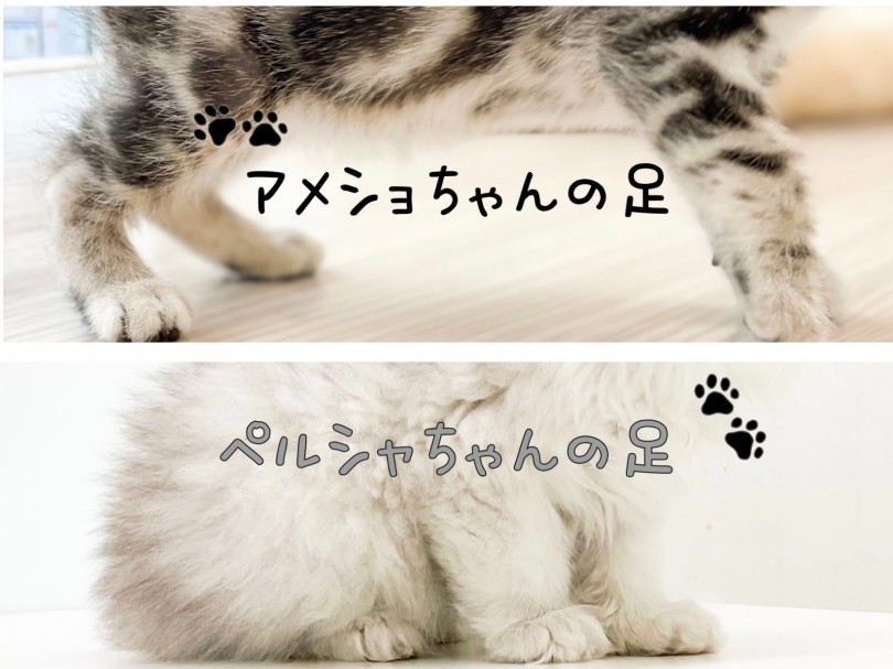 他の子猫と比べて、足がとっても骨太ですね！ | ペルシャ （150150） - 東川口店