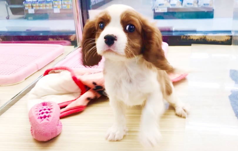週末はキャバリアちゃんに会いにマルワン梅島店にお越しください | キャバリア・キングチャールズ・スパニエル （119258） - 梅島店