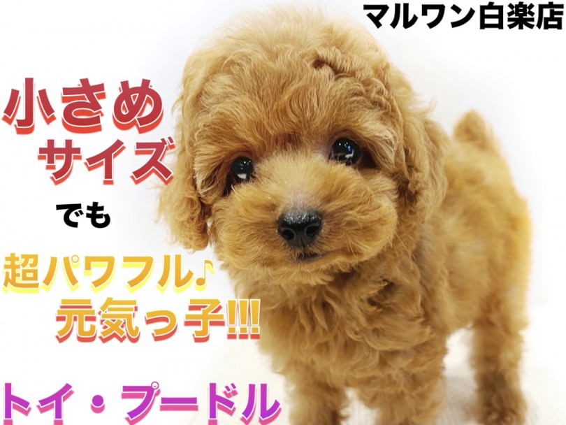 【 トイプードル 】初めて子犬と暮らす方必見！遊び方とオススメのカットスタイル