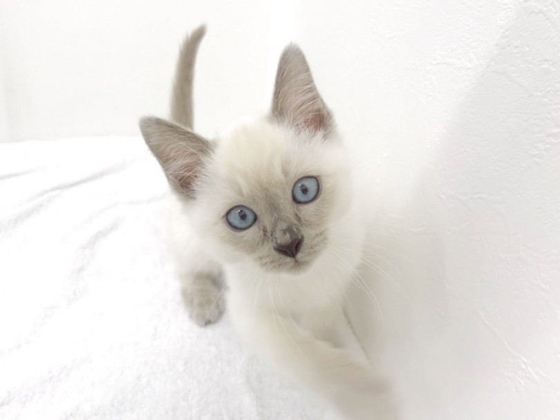 元町店猫軍団の中でも最も大注目のにゃんこ「元町トンちゃん」 | トンキニーズ （140548） - 横浜 元町店