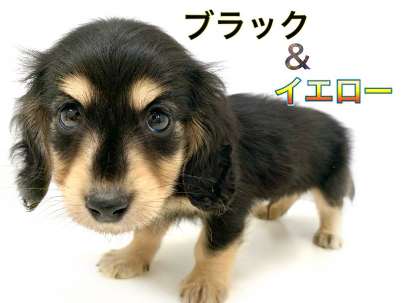 大人気のブラック＆イエローの美形ワンコ | カニンヘン・ダックスフント （150148） - 東川口店
