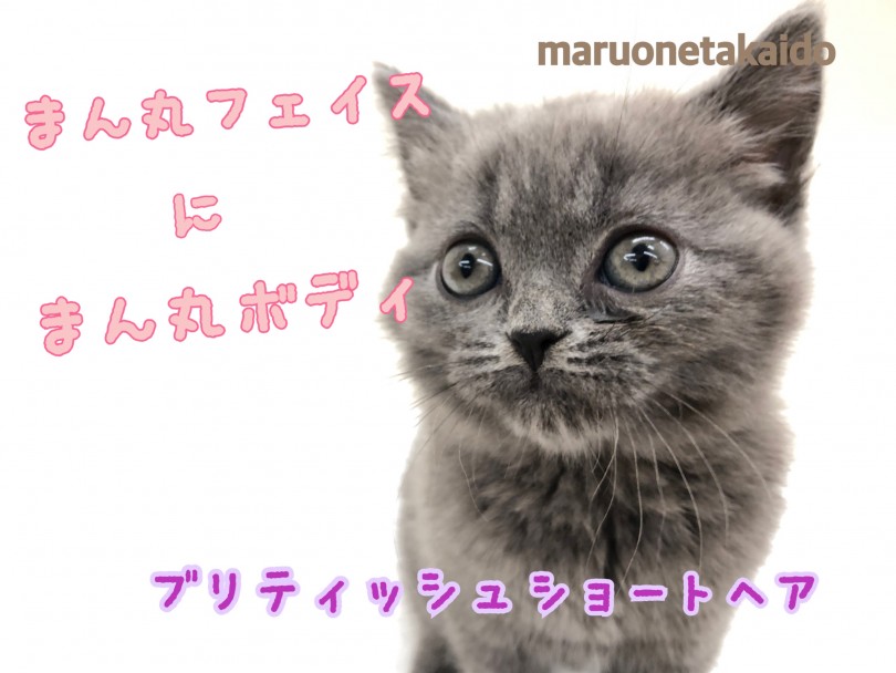 【 ブリティッシュショートヘア 】まん丸女の子！その体格にあったフードもご紹介！