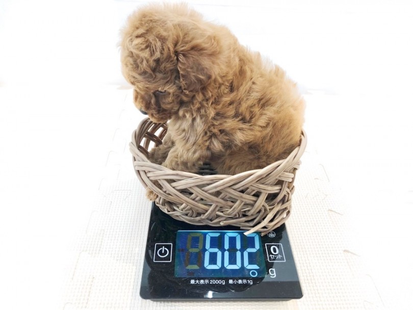 生後50日時点での体重は602g | トイ・プードル （814654） - 相模大塚店