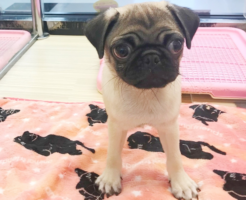 パグちゃんがいれば、今よりさらに楽しい生活になること間違いなし！ | パグ （119253） - 梅島店