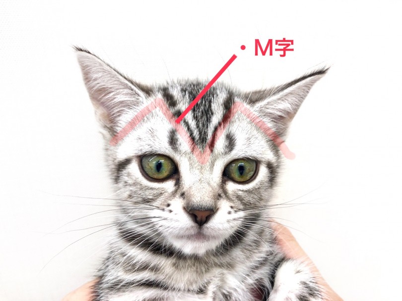 アメリカンショートヘアを美しく飾る模様 M字 | アメリカンショートヘア （512700） - 本羽田店