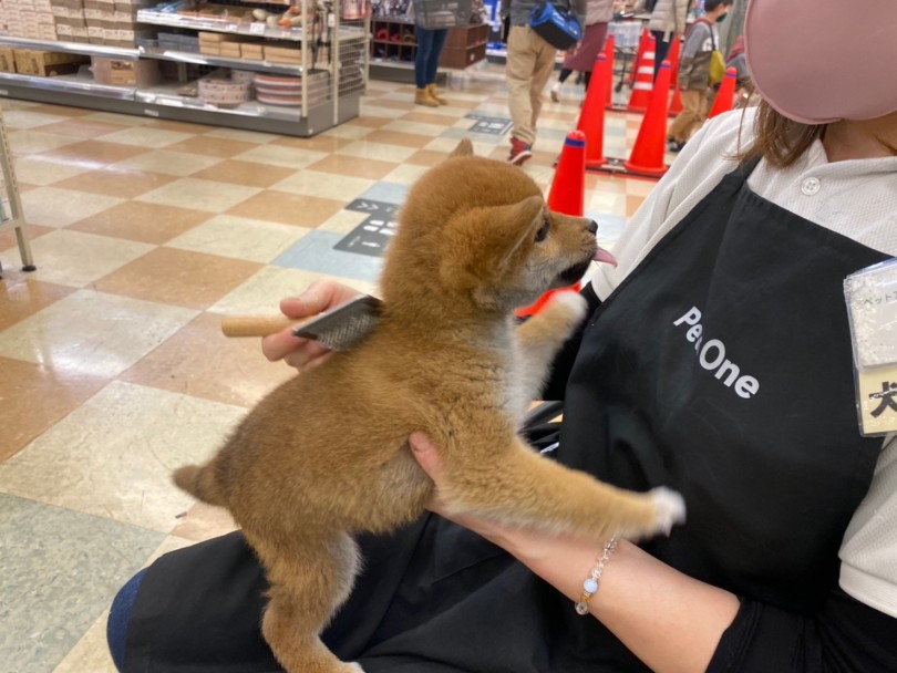 ブラッシングは飼い主と柴犬ちゃんのコミュニケーション | 柴犬 （118516） - 城山店