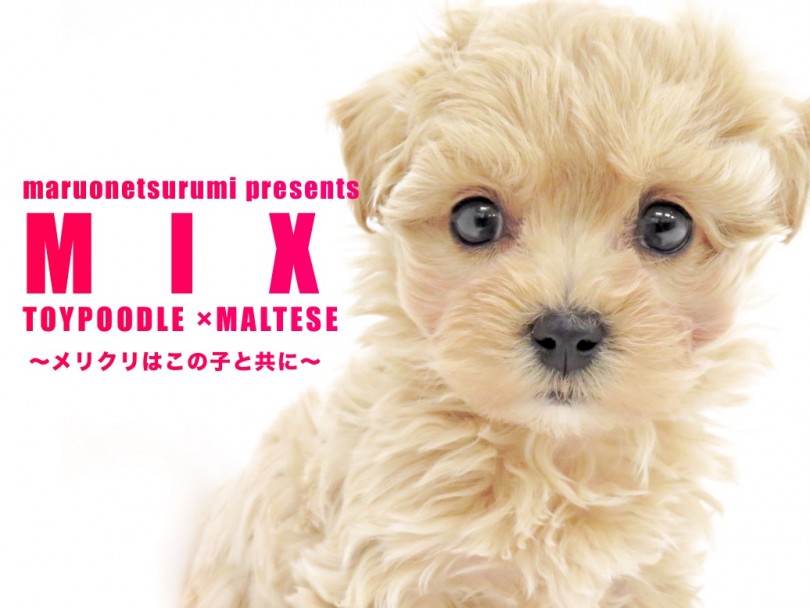 【 MIX 】アプリコットのマルプー登場！クリスマスの天使が鶴見店に舞い降りた！