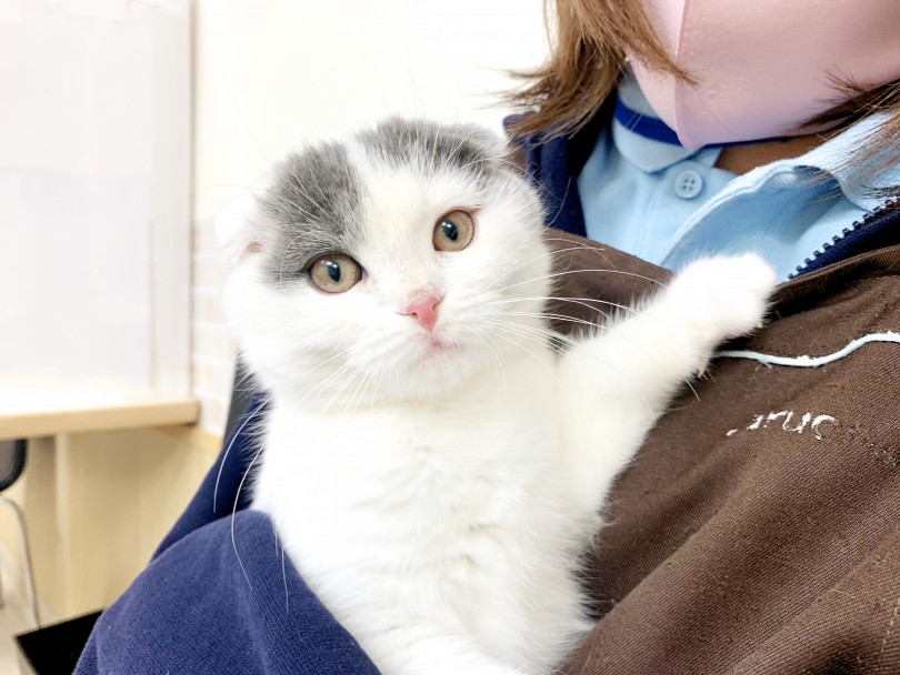 初めてのニャンコライフはスコティッシュフォールドくんで決まり！ | スコティッシュフォールド （713740） - 鶴見店