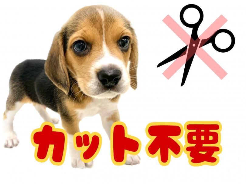 このお鼻で一生懸命クンクン匂いをかがれたら、惚れてしまうここと間違いなし | ビーグル （150146） - 東川口店