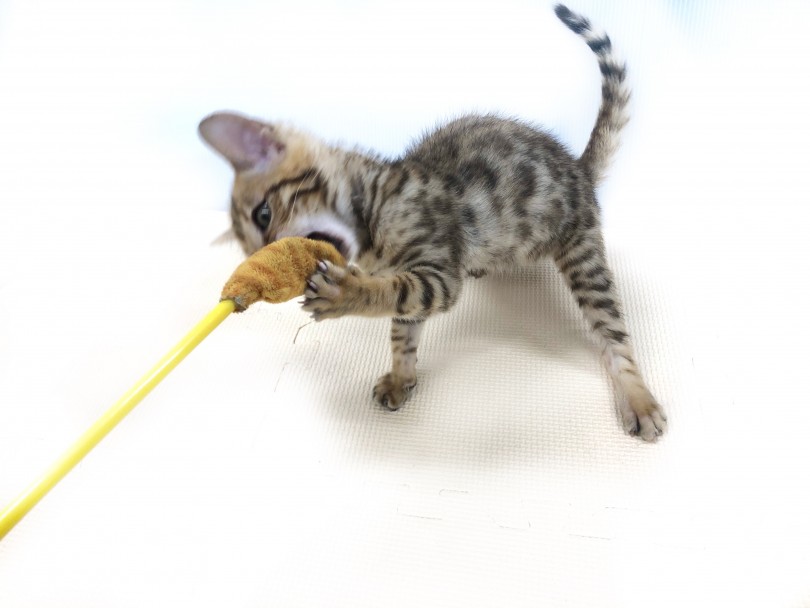 一緒に遊ぶと楽しい猫らしい躍動感 | ベンガル （118517） - 城山店