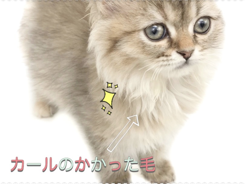 首元の毛は少しカールがかかっていて特徴的 | ラガマフィン （150149） - 東川口店