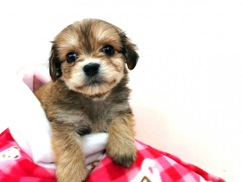 ちょっぴり「にやっ!」と笑ってる口元がとびっきりのチャームポイントです♪ | MIX犬 マルックス (130287) - 高井戸店