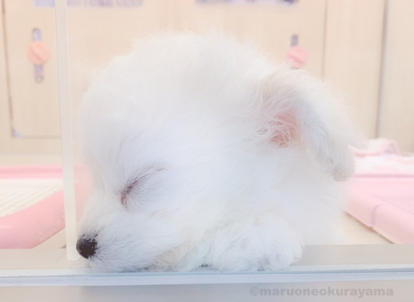 元気さ抜群！子犬らしい寝相もとってもキュート！ | MIX ペキプー （6130987） - 大倉山店