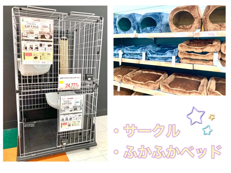 なでなで＆抱っこが大好きなブリちゃん | ブリティッシュショートヘア （150152） - 東川口店