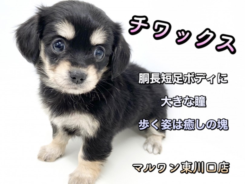 【 MIX 】ほぼ2頭身！胴長短足ドワーフ体型に大きな瞳、良い所取りチワックス！