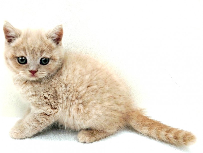 本場イギリスの伝統的な猫ちゃん！ | ブリティッシュショートヘア （130286） - 高井戸店