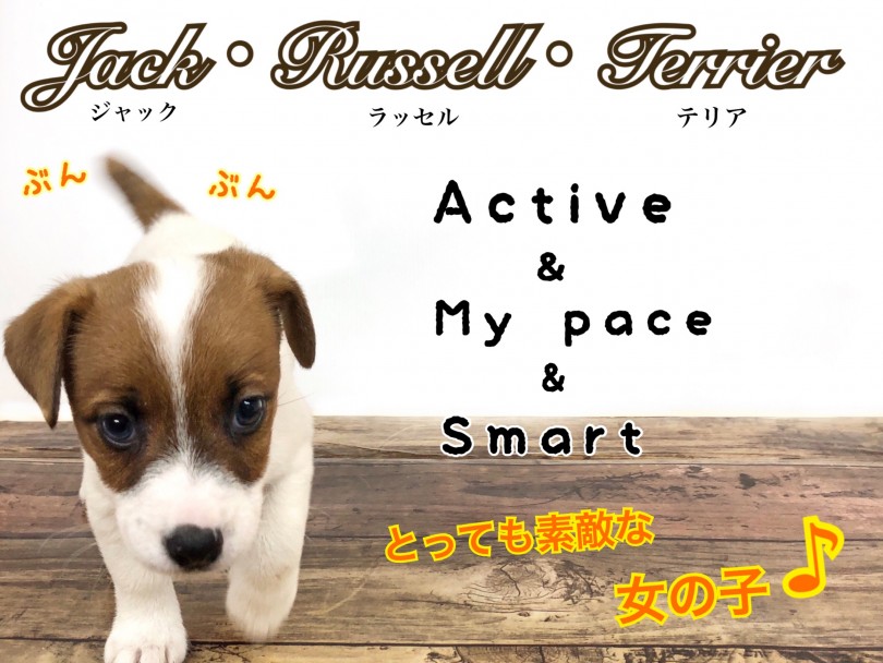 【 ジャックラッセルテリア 】様々な魅力を併せ持つスーパードッグ！