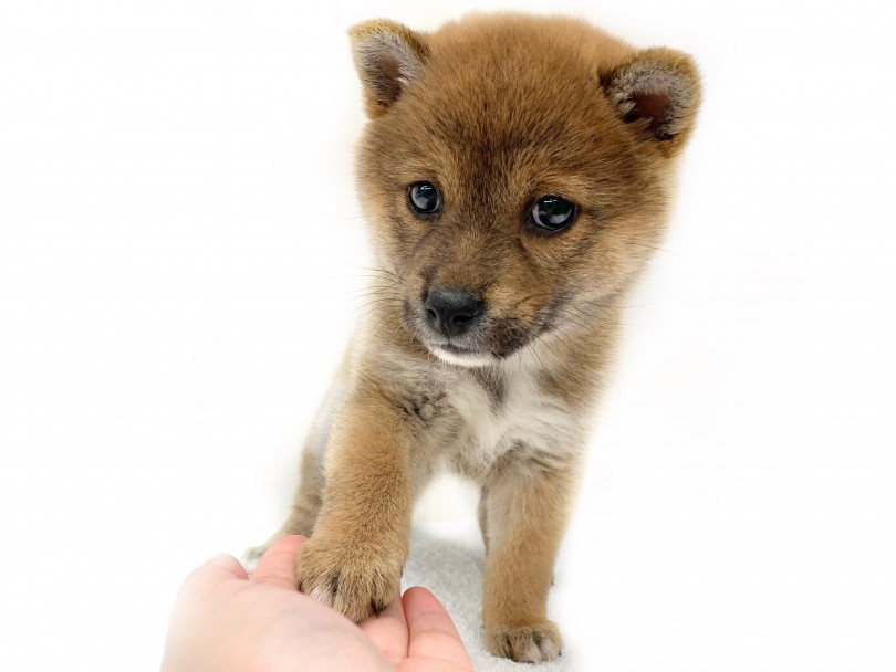 愛情をもらった分、精一杯 愛情を返してくれる | 柴犬 (130285) - 高井戸店