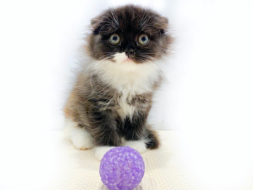 遊び方は子猫感満載！好きなおもちゃはボールタイプ！ | スコティッシュフォールド （11800） - 横浜 白楽店