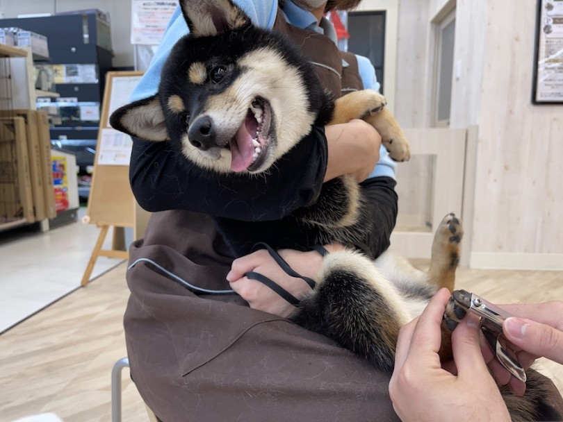 爪切り | 犬のグルーミング説明書  - 相模大塚店