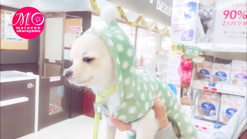 最近の流行りはコスプレ大会！ | チワワ （6130958） - 大倉山店