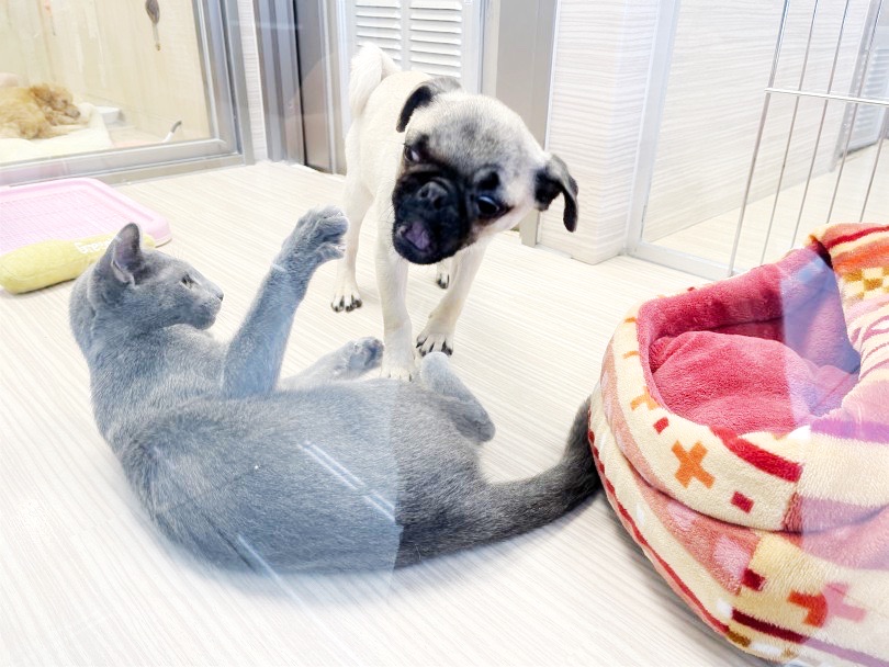 僕は犬だけじゃなく猫とも仲良しなんだ♡ | パグ （6130972） - 大倉山店